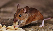 24 Hour & Emergency Exterminators in Maitland, PA